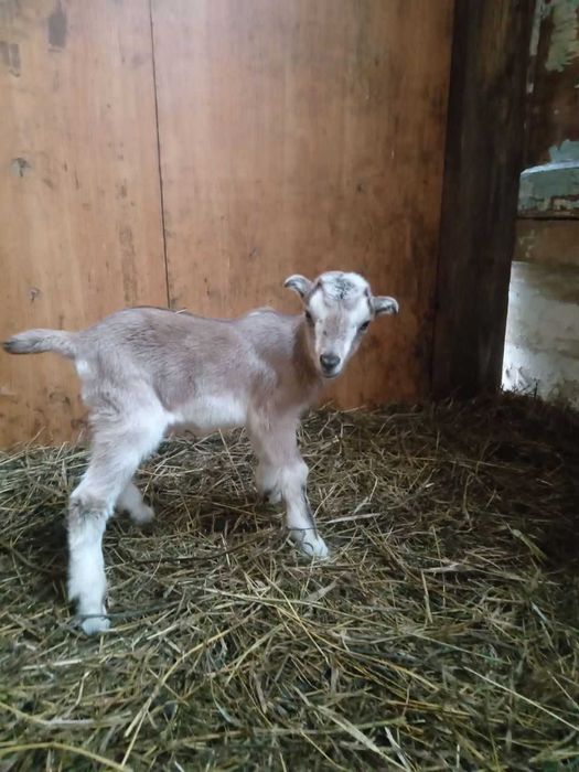 Козочка ламанче-нубійська