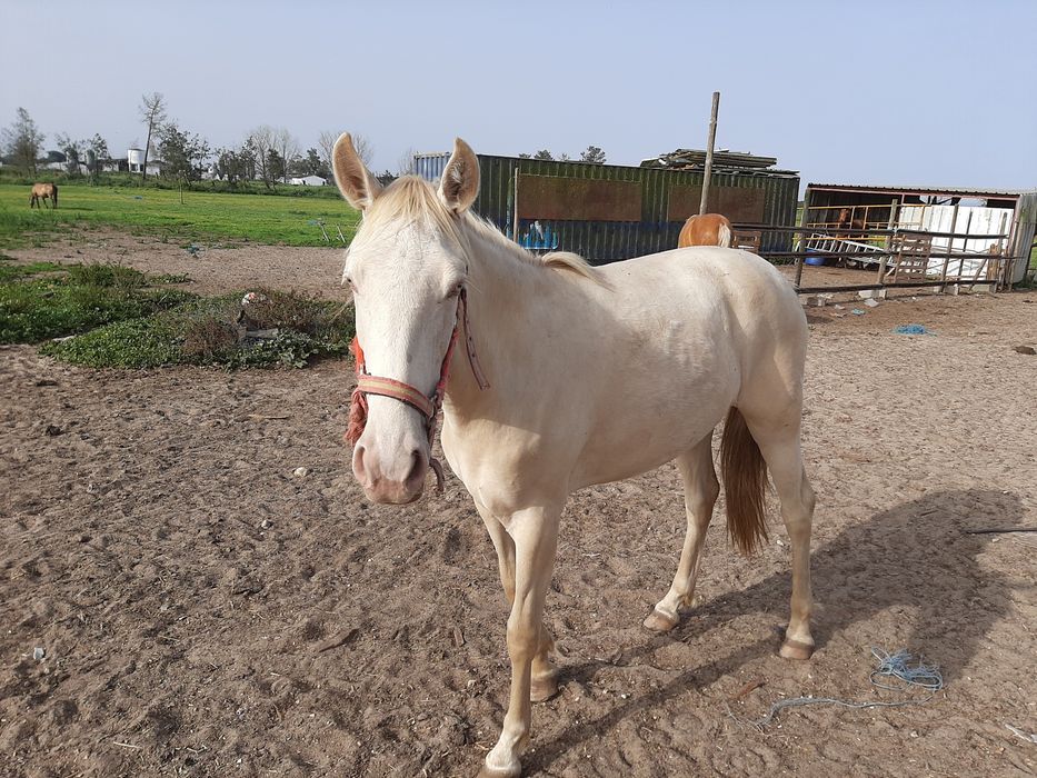 Vendo varios cavalos, a variados preços