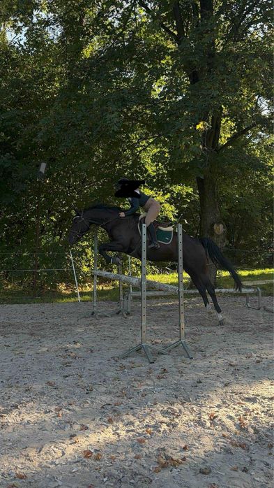 Klacz Zangersheide źrebna