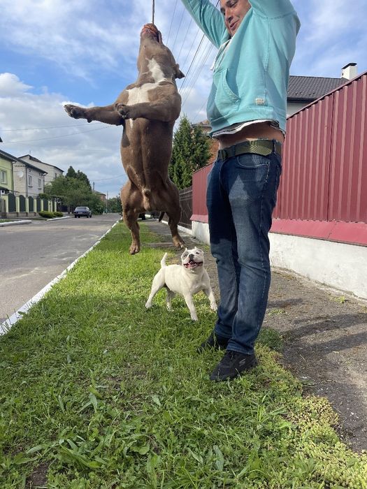 Американський Булли