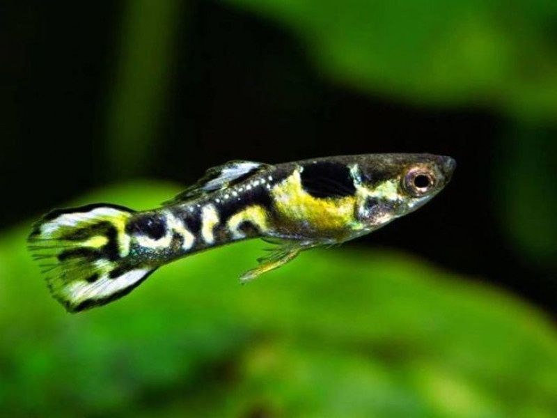 Продам гуппі ендлера