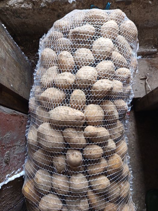 Продам  картоплю.8