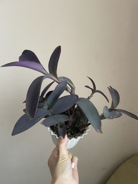 Вазони антуріум пальма фінікова бегонія колеус тещин язик