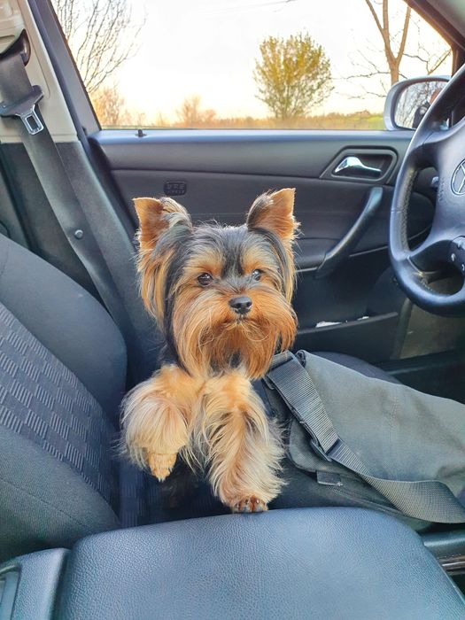 В’язка. Йоркширський тер’єр