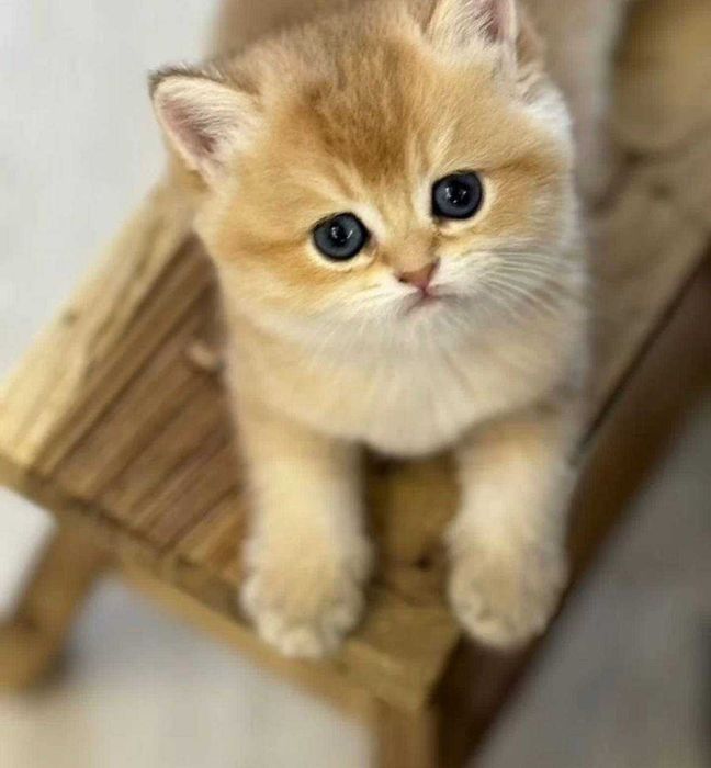Кошеня золота шиншила