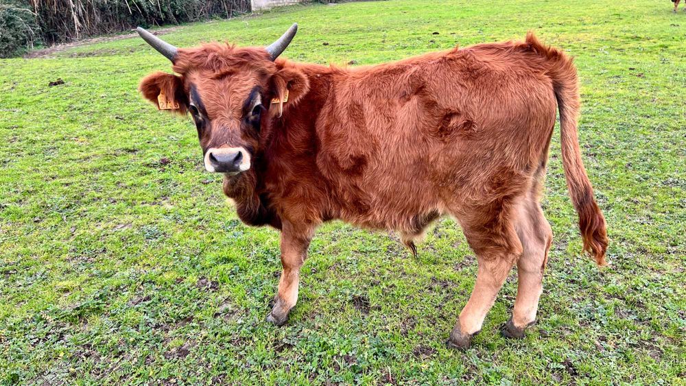 Lote / Vitelos / Cachenas - Modo de Produção Biológico