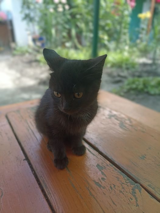 Віддам  милих кошенят