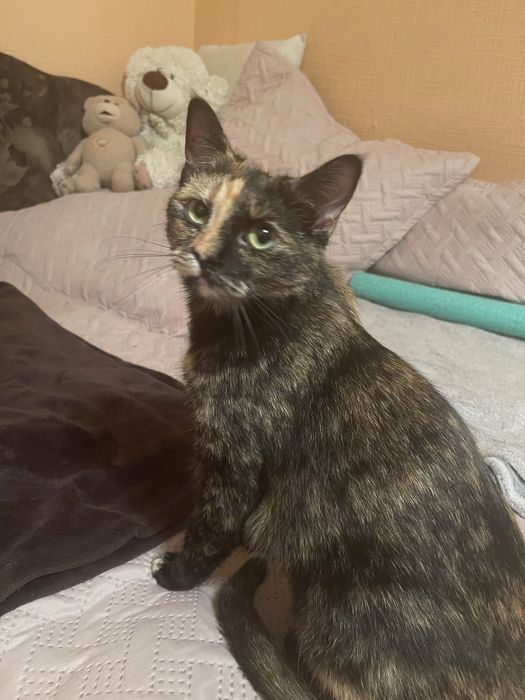 2 кошечки ищут дом срочно!!!