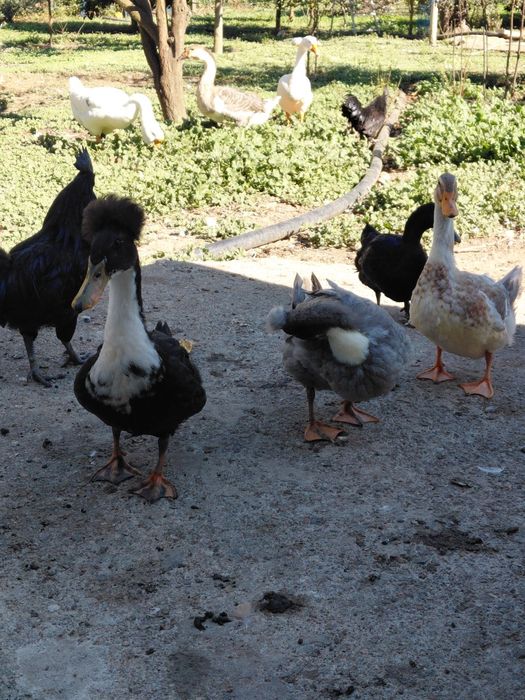 Patos pompom 2026