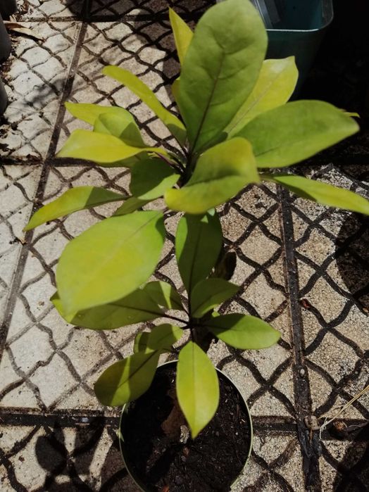 Solandra Grandiflora