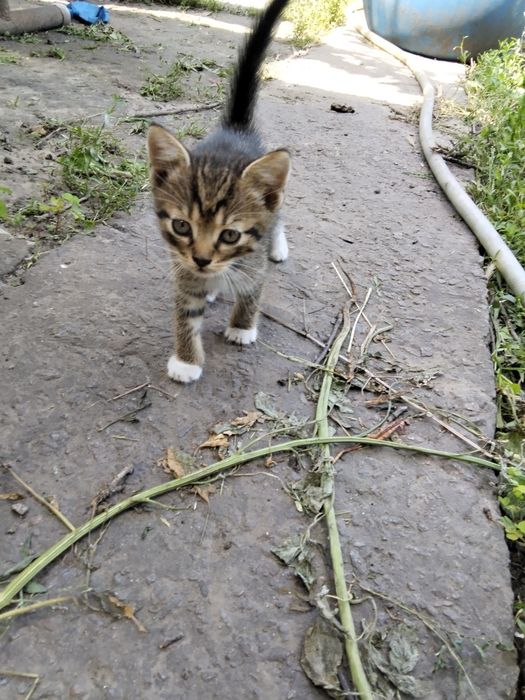 Кошенята висловухі 50 грн а прямоухі безкоштовно!