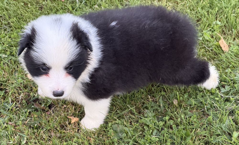 Border Collie  dziewczynka fci