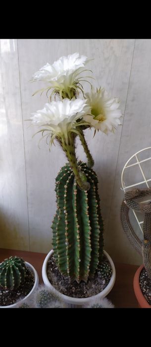 Кактусы и суккуленты