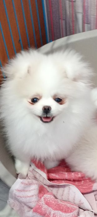 Пушыстый мальчик померанский шпиц.