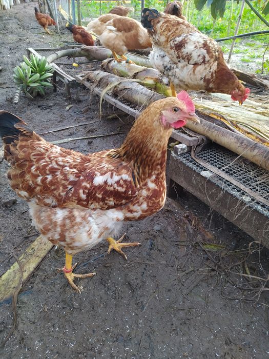 Ovos Galados, Galinhas, do campo.