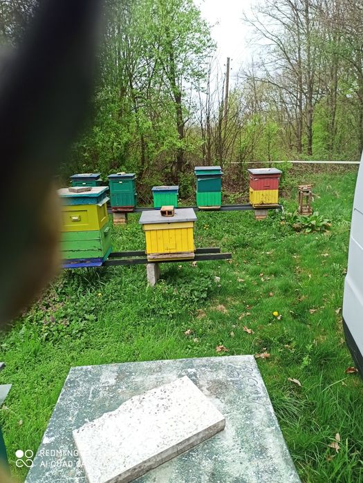 Sprzedam rodziny pszczele