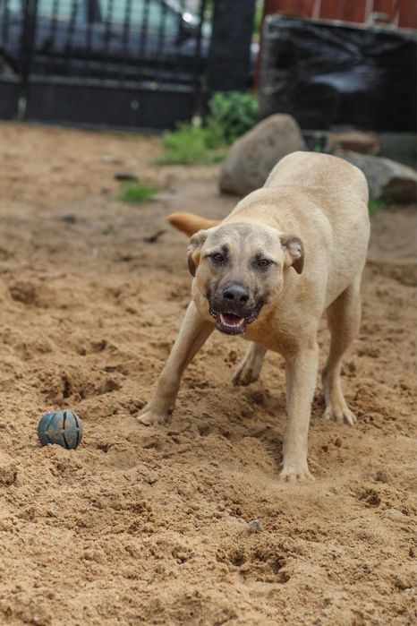 Mambo do adopcji - pies który przyleciał do Polski z wysp Karaibskich
