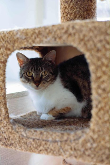 Мальва шукає дім терміново