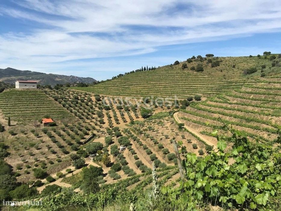 Magnifica Quinta com vinha e Olival situada em Mós Vila Nova Foz Côa — Vila Nova de Foz Côa, Guarda