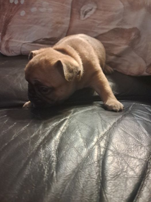 Buldog francuski Loki