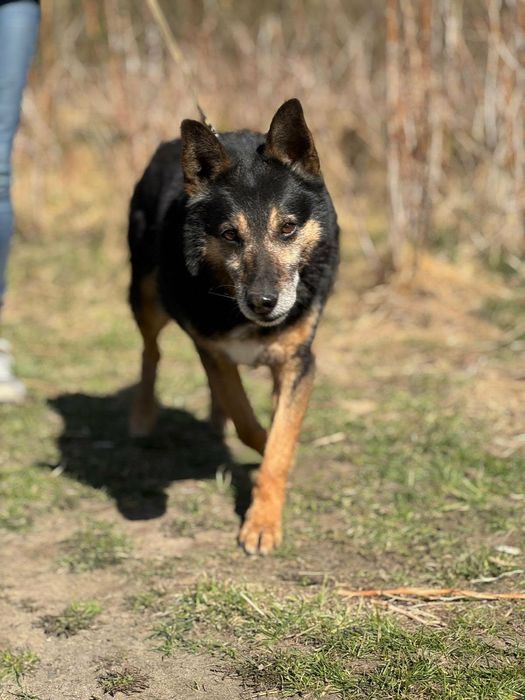 Pies piesek samiec