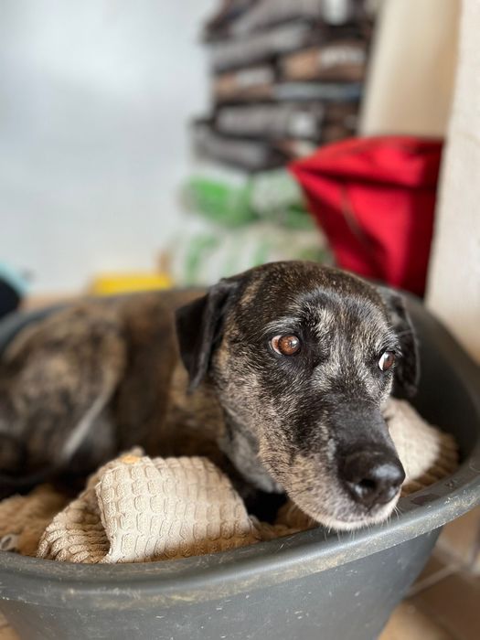 Jane- a cadela mais antiga do abrigo!