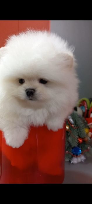 Шикарный  мини мальчик с документами