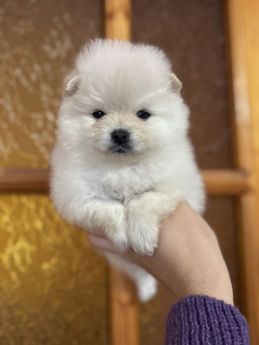 Куколка шпіцуля