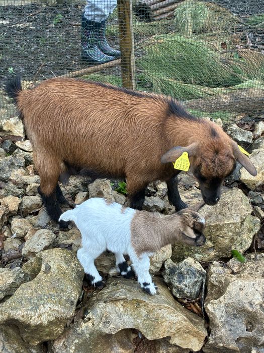 Cabras micro anãs (machos e femeas)