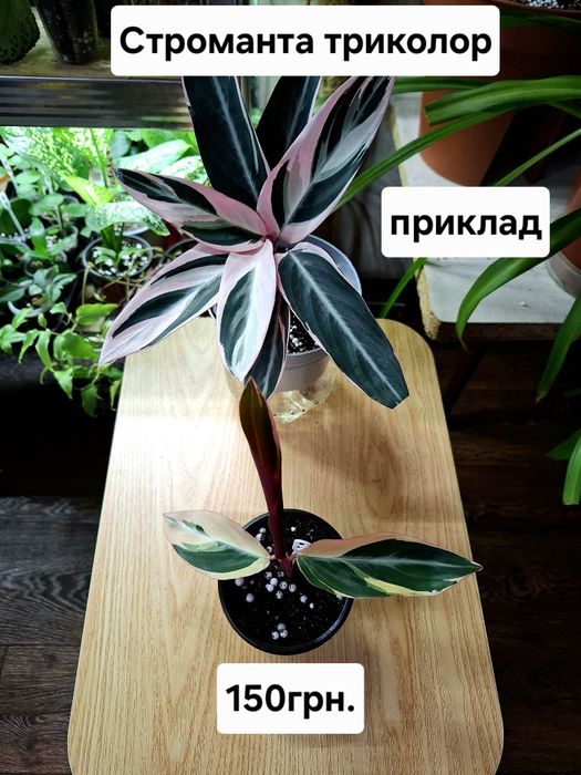 Кімнатні квіти, ціна підписана.