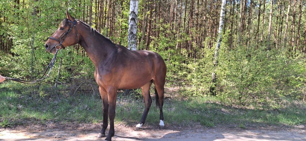Klacz Wielkopolska