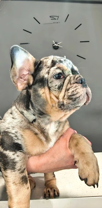 Топ девочка Блу Мерле черри тан