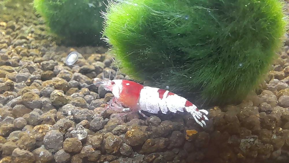 Krewetki Crystal Red