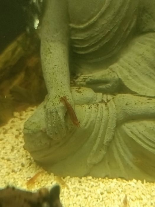 Troco camarões por guppys