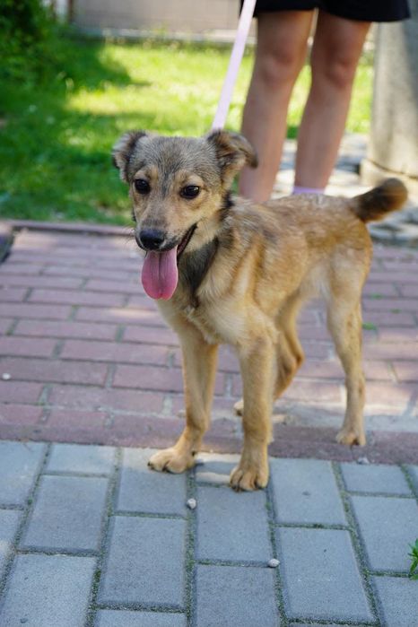 Szczenię malutki Pies Benji do adopcji 7 miesięcy