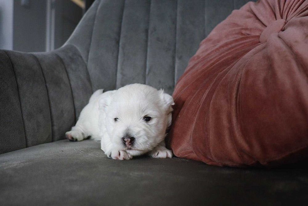 West highland white terrier szczenię z rodowodem bez CMO