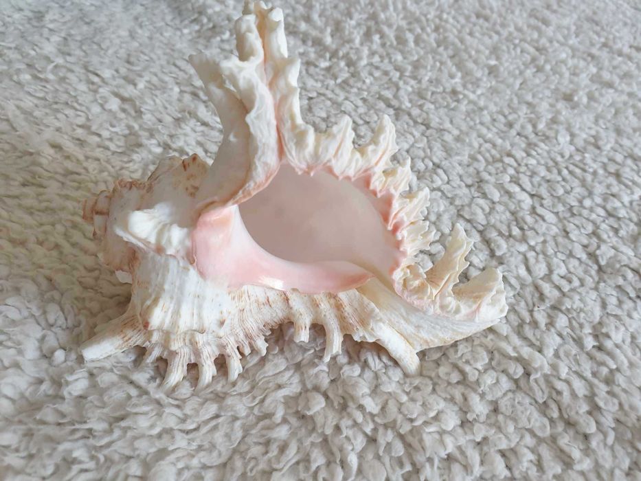 Três búzios/conchas