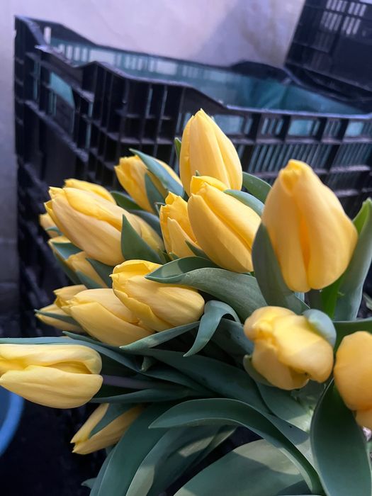 Продам тюльпан от производителя опт