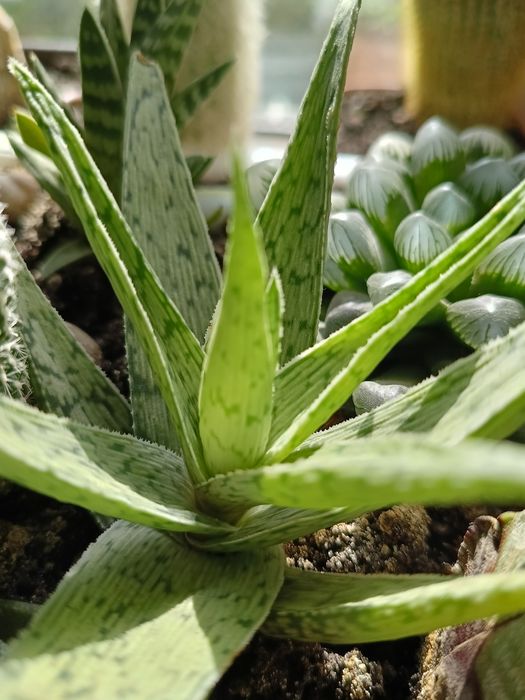 Сукуленти алое хавортія традесканції калізія красула