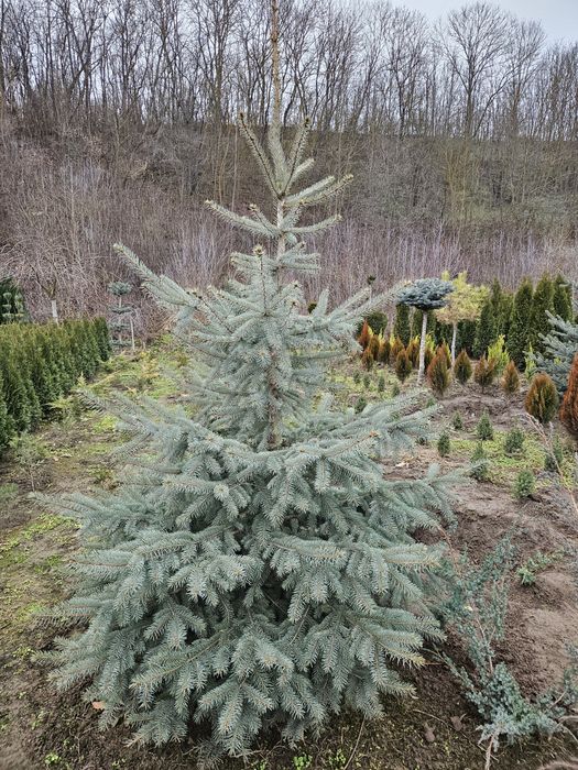 Ялинка блакитна, самшит, туя, ялівець, саджанці декоративних рослин