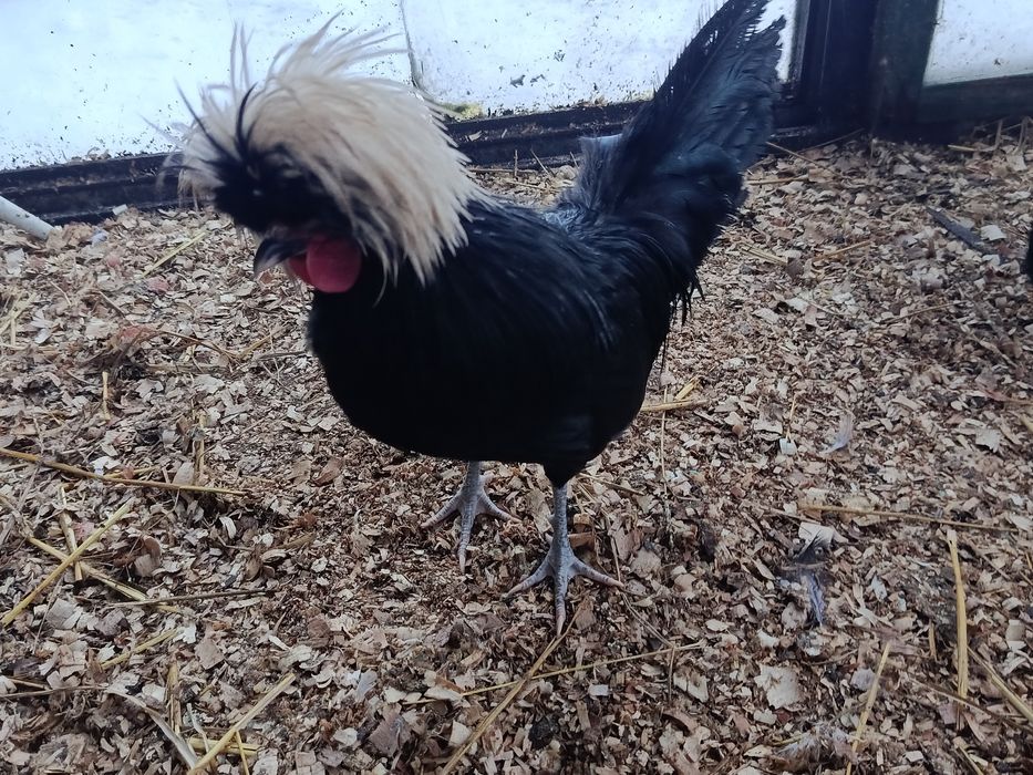 Sprzedam koguta bialoczuba holenderskiego