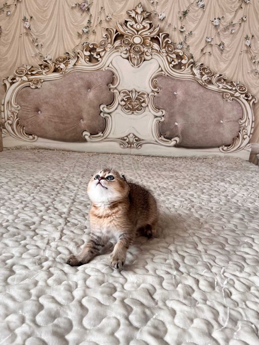 Розкішний шотландський хлопчик Скоттіш Фолд. Золота шиншила.