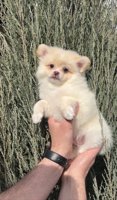 Цуценя Шпіц хлопчик