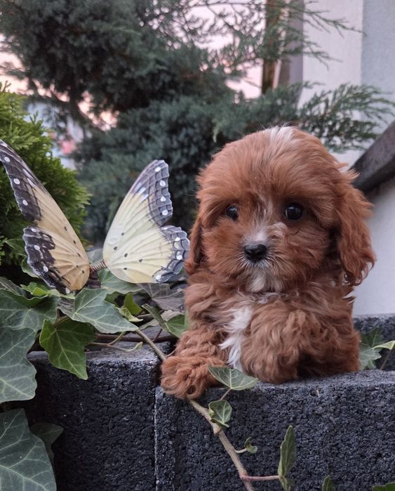 Cavapoo Samczyk hybryda ras