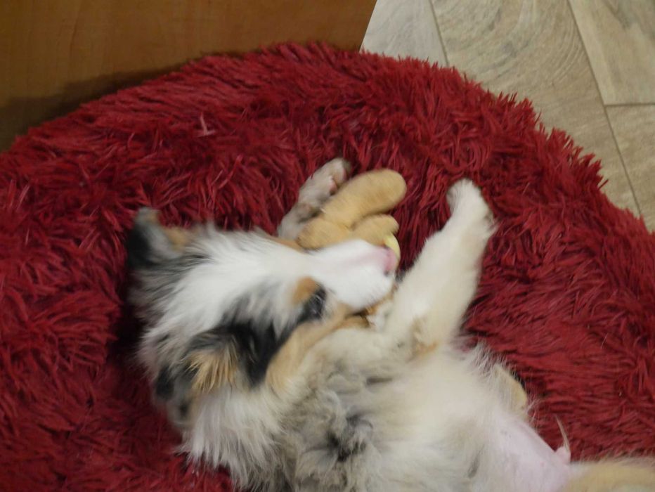 Border Collie Blue Merle Tri Color