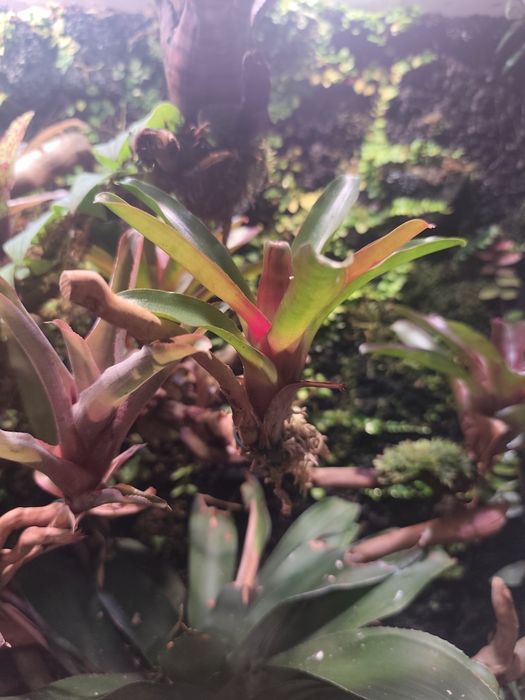 Vriesea roślina do terrarium