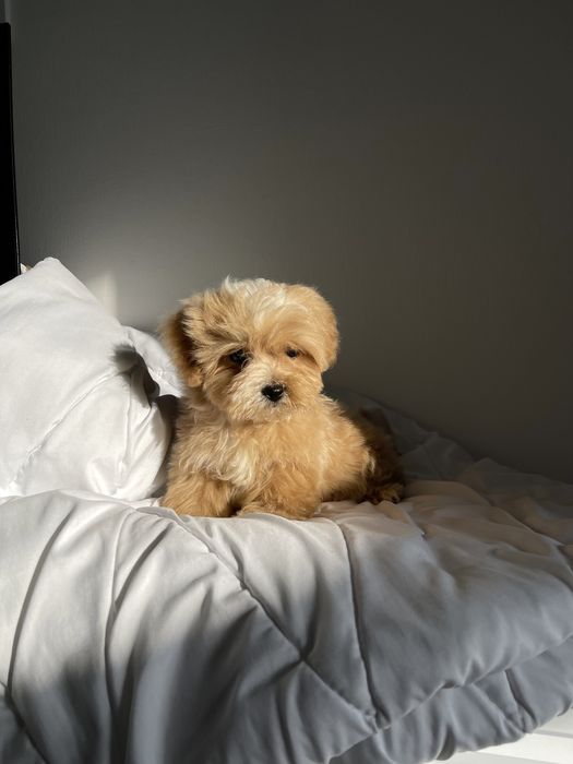 Baby Face Хлопчик Мальтіпу Ф1