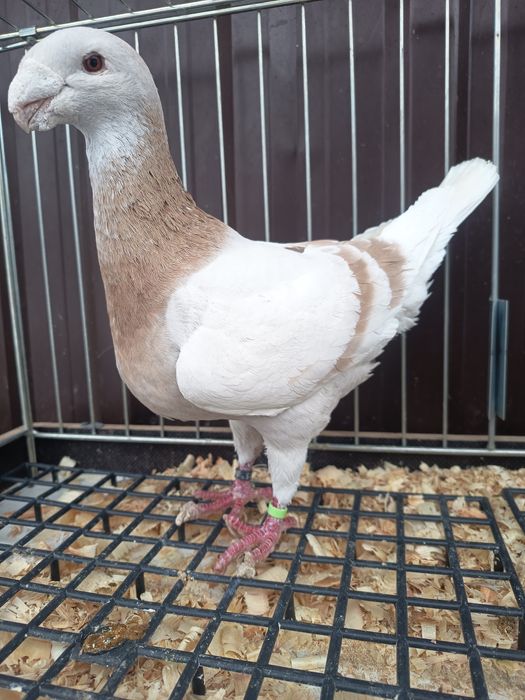 Sprzedam gołębie niemieckie wystawowe