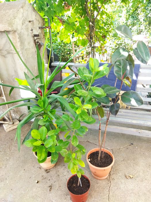 Продам комнатные цветы. Фикусы и драцену.