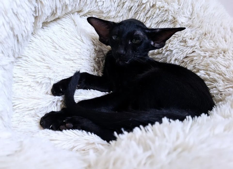 Ориентальные девочки